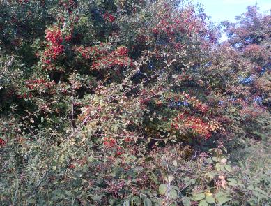 Nature Heals Hawthorne-berries