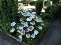 Hydrangea in the front garden