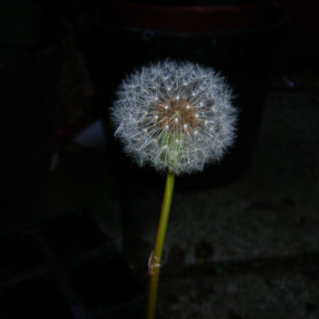 Dandelion Beauty.. Who says weeds are Ugly?