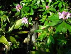 Water feature under the Rhododendron bush