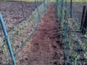 Rows of Peas each set has 3 rows and will eventually climb the wire netting. We have 3 such rows as these,