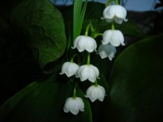 Perfection Lily of the Valley