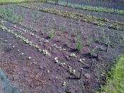 Swedes, Onions, Shallots and in the distance Beetroot then the Peas.