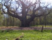 This is the Major Oak, it weighs around 23 tons and has a girth of 33 feet-10 meters.