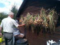 Hubby just hanging the Shallots to dry out