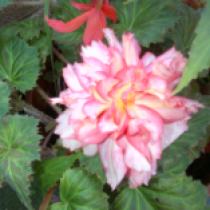 Begonia's Double Pink
