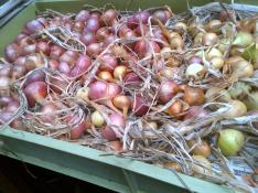 Shallots outer skins removed, polished and now drying