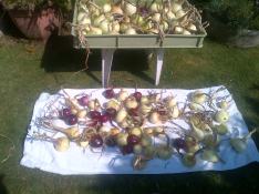 Onions that are cleaned off and drying before hanging for final storage