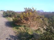 The Gorse Bushes in flower, I even saw a Butterfly today