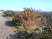 The Gorse Bushes in flower, I even saw a Butterfly today