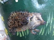 Hedgehog close up
