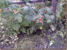 Raspberries now coming and doing well