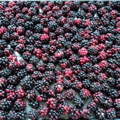 Blackberries laid out ready to freeze.