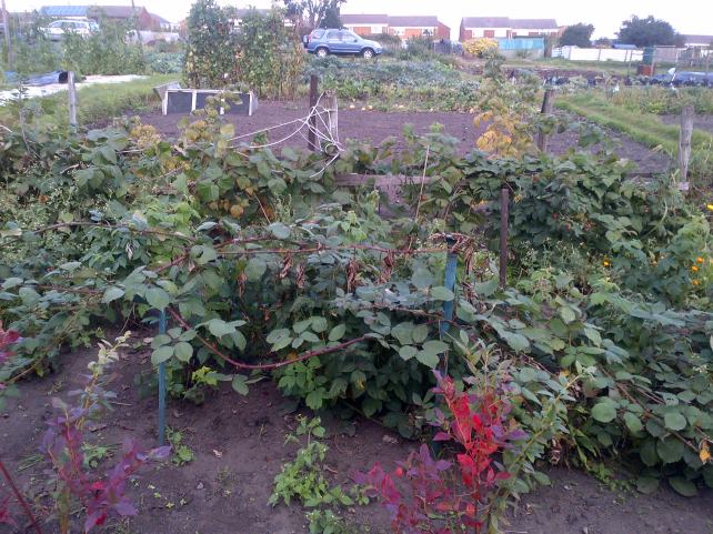 Fruit Bushes, Black and Red currant and Raspberries,  this is the view from the sheds looking back up the garden. 