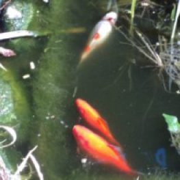 Gold fish in our pond we have 4 Here are 3