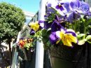 Pansies on the fence