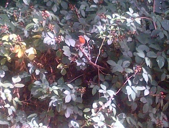 Robin in the hedgerow 
