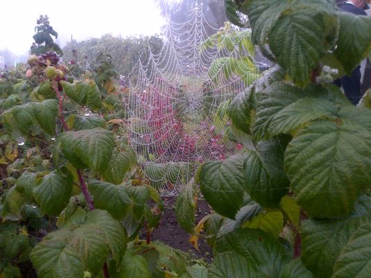 Spiders Web 1