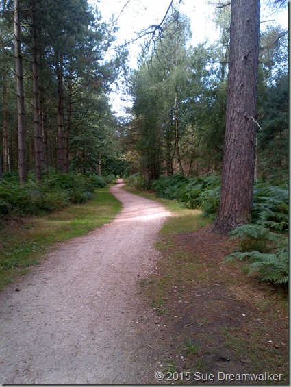 Sherwood Pines Forest