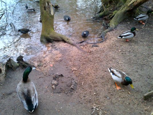 Ducks Feeding
