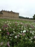 Chatsworth House RHS Flower Show June 2018 Cosmos