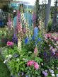 Foxgloves and Delphiniums