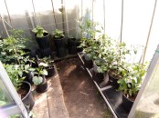 Greenhouse Tomatoes and Cucumbers